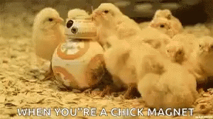 chick magnet.gif